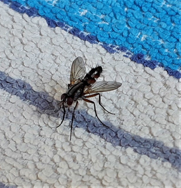 Mintho rufiventris