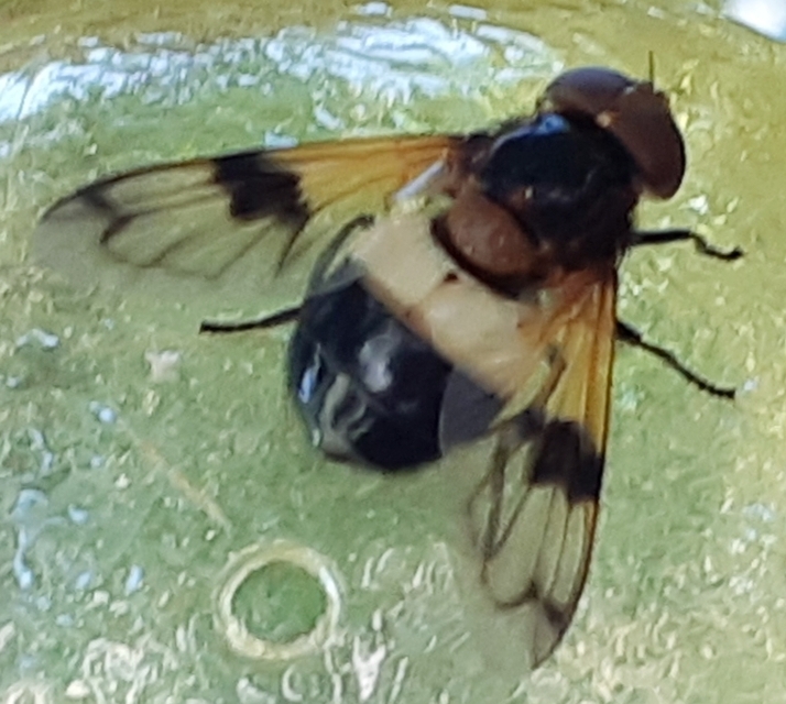 Volucella pellucens - üvegpotrohú pihelégy