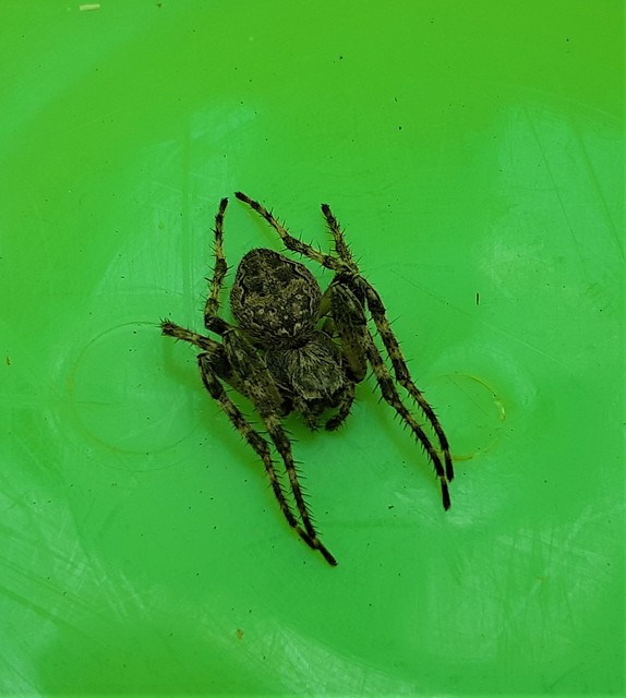 Larinioides ixobolus - ereszalji keresztespók