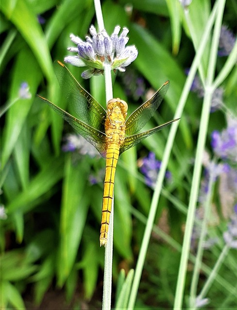 Orthetrum coerulescens - karcsú pásztorszitakötő