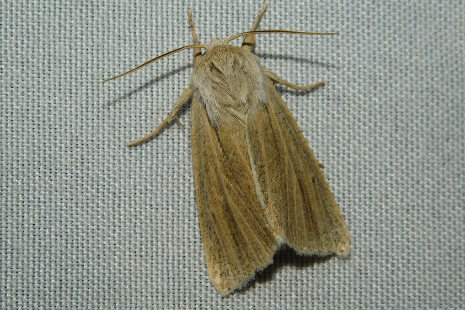 Simyra albovenosa - mocsári lándzsásbagoly Simyra albovenosa - mocsári lándzsásbagoly