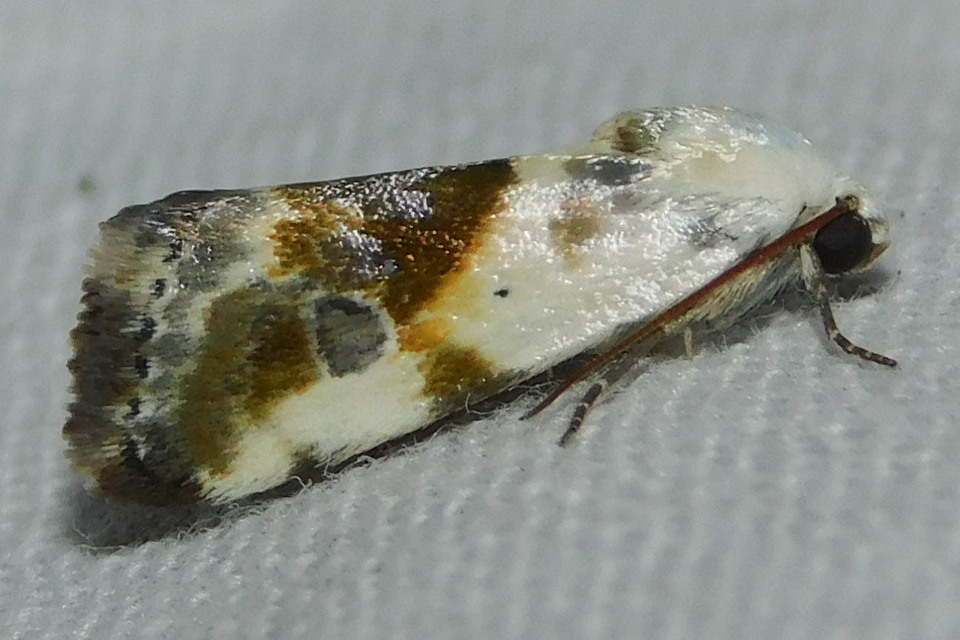 Ponometia candefacta - parlagfűbagoly