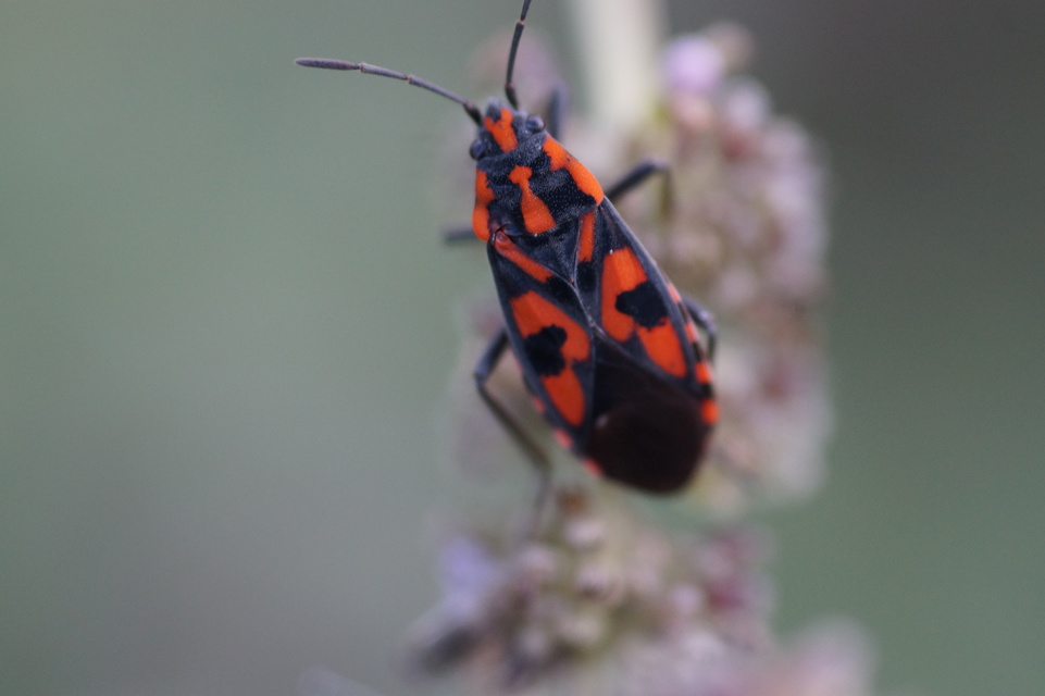 Spilostethus saxatilis - virágbodobács