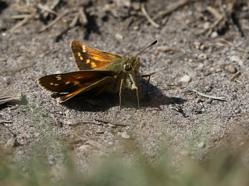 Hesperia comma - vesszős busalepke