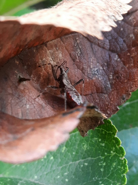 Himacerus apterus - nagy tolvajpoloska