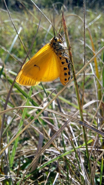 Spiris striata - csíkos molyszövő