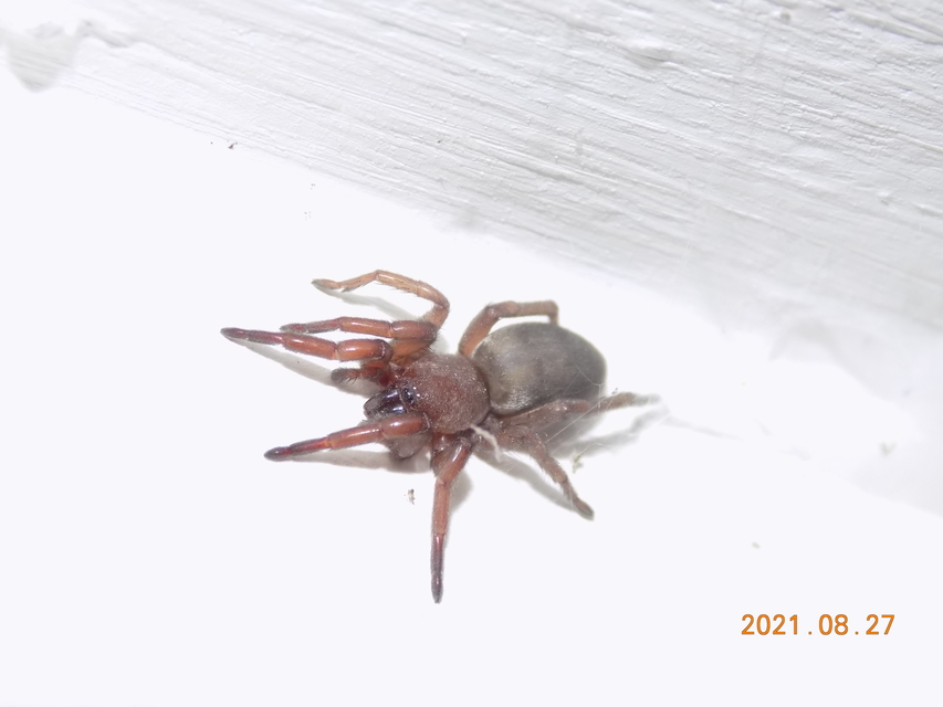 Scotophaeus scutulatus - közönséges egérpók
