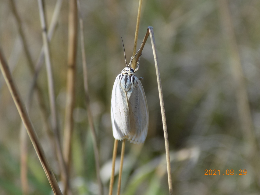Spiris striata - csíkos molyszövő