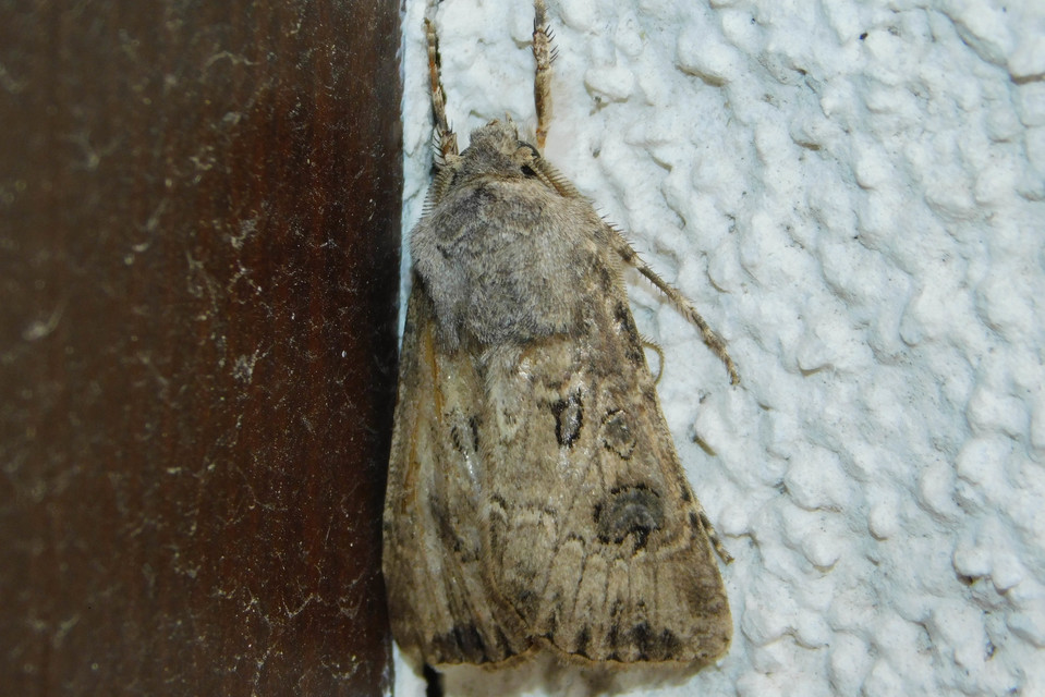 Agrotis bigramma - kétjegyű földibagoly
