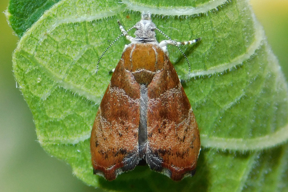 Choreutis nemorana - füge-levélmoly