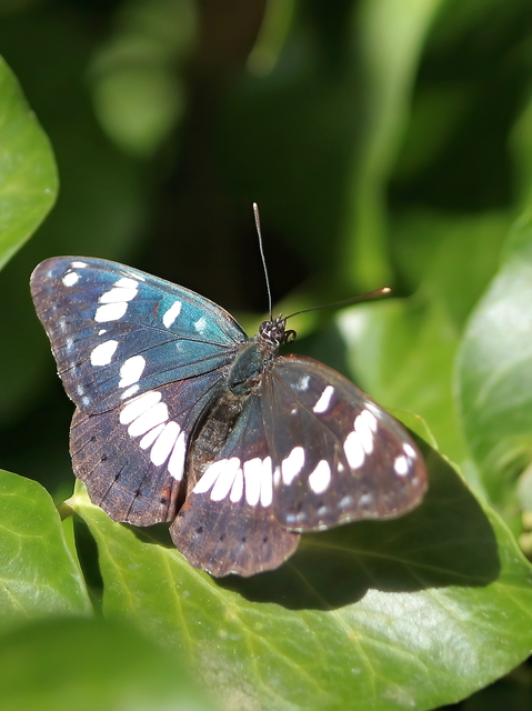 Limenitis reducta - kék lonclepke