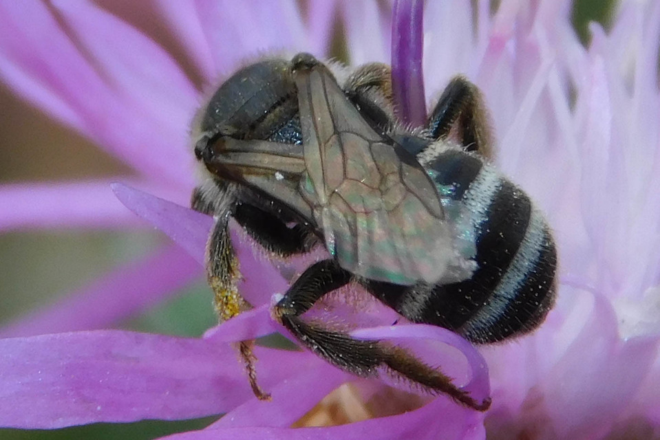 Lasioglossum