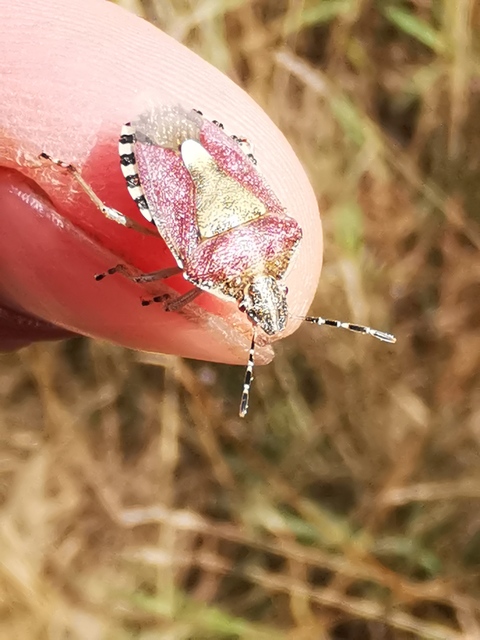 Dolycoris baccarum - közönséges bogyómászó-poloska