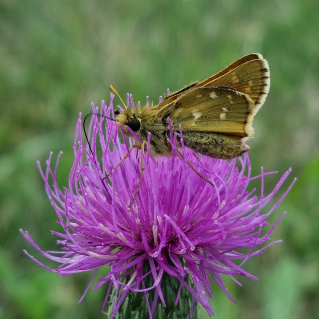 Hesperia comma - vesszős busalepke