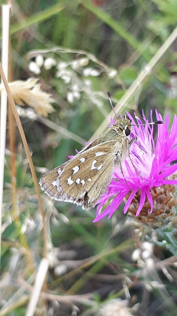 Hesperia comma - vesszős busalepke