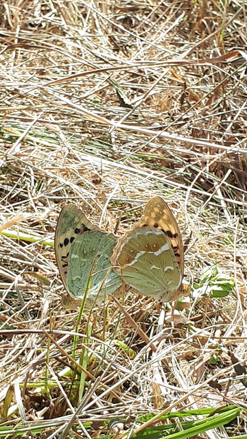 Argynnis pandora - zöldes gyöngyházlepke