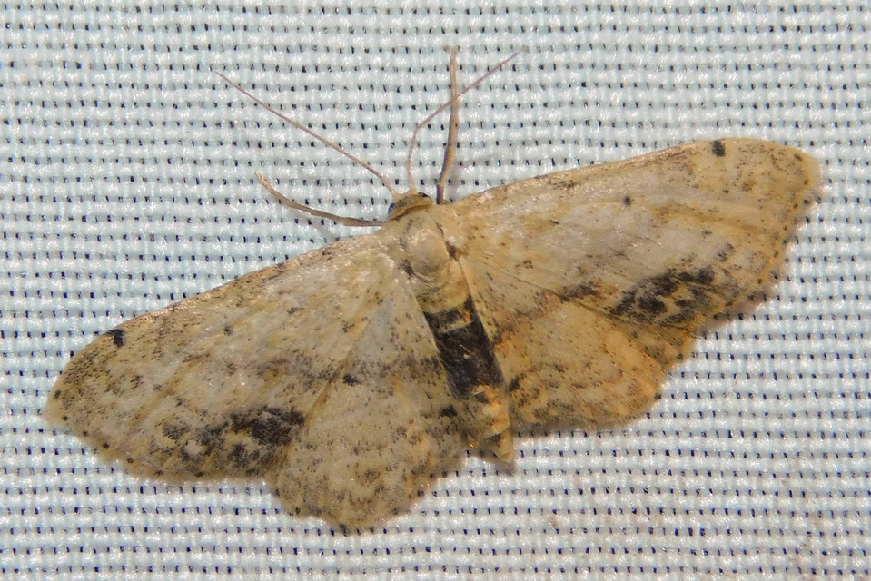 Idaea dimidiata - gyakori apróaraszoló