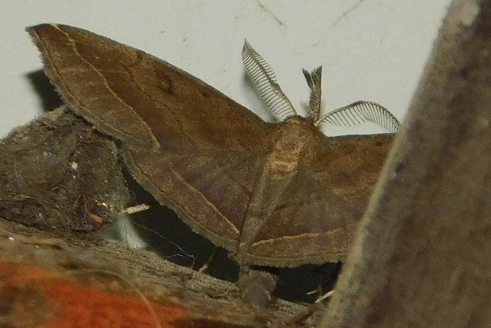 Pechipogo plumigeralis - tollascsápú karcsúbagoly