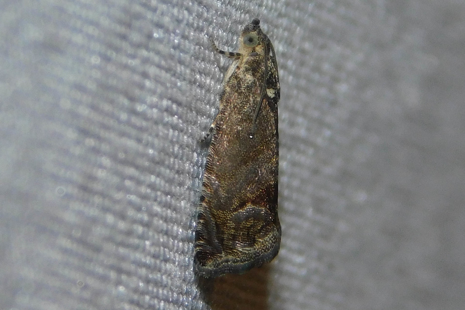 Cydia splendana - tölgymakkmoly