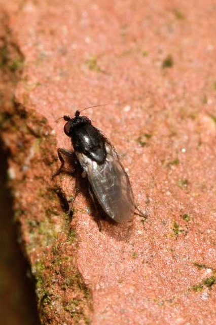 Sphaeroceridae - trágyalegyek