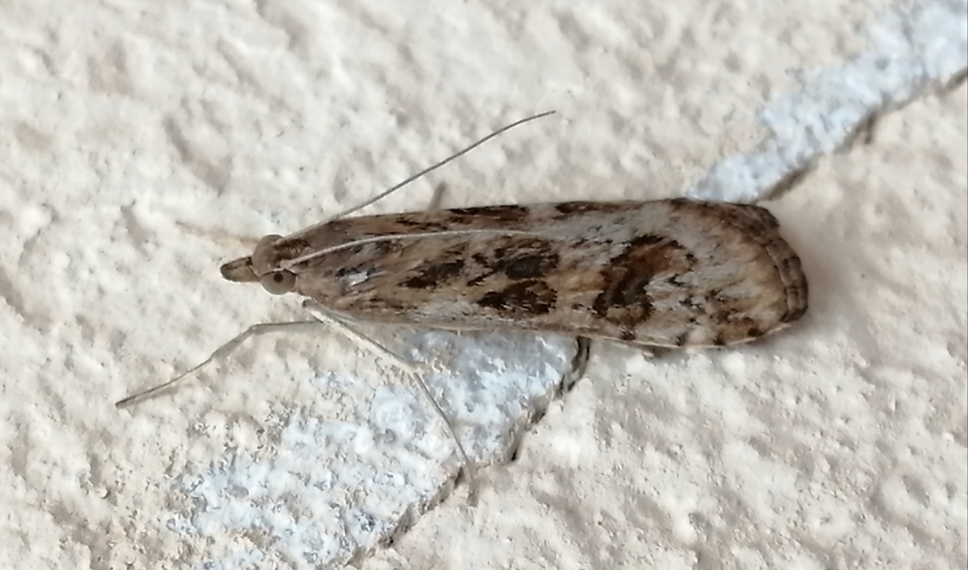 Nomophila noctuella - közönséges vándormoly