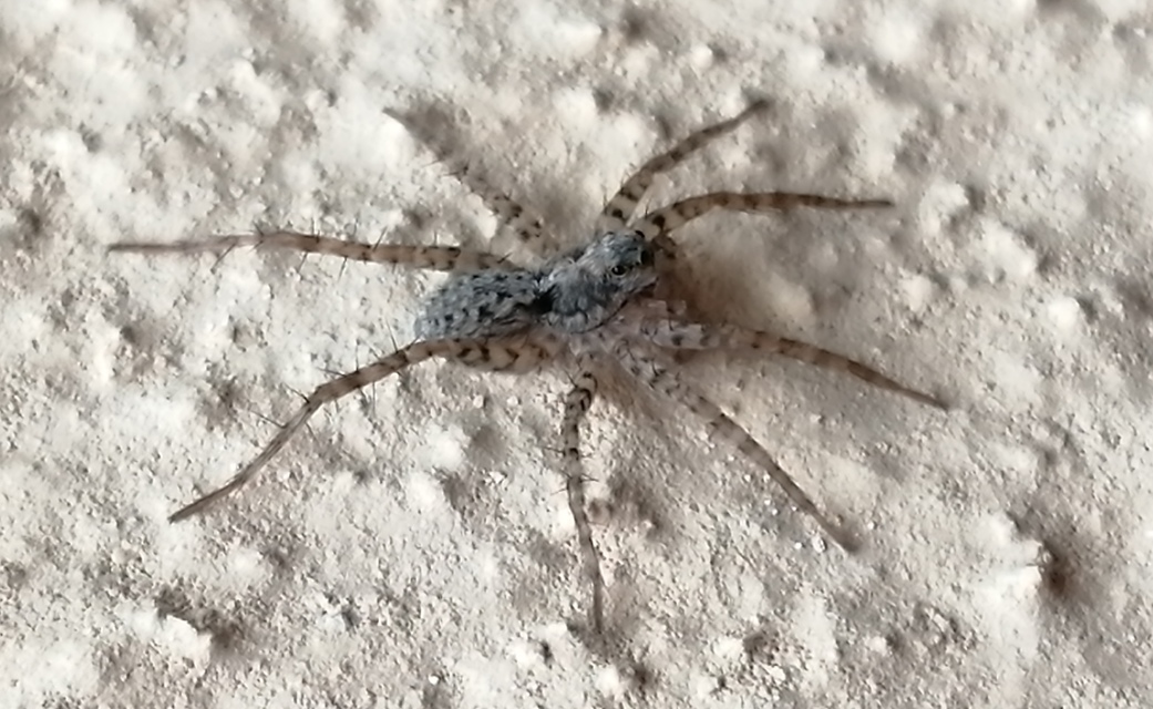 Pardosa hortensis