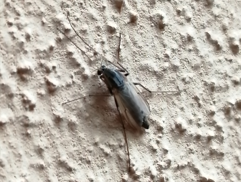 Chironominae