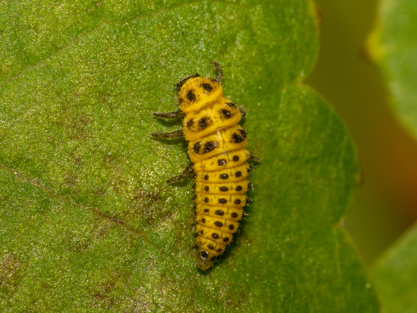 Psyllobora vigintiduopunctata - huszonkétpettyes katica