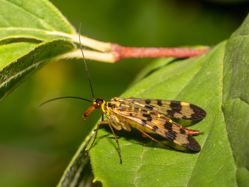 Panorpa vulgaris