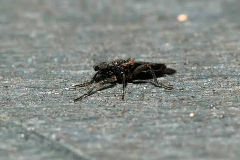 Ischiolepta