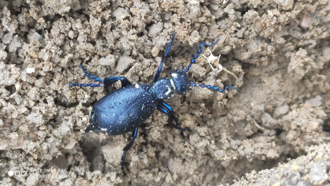 Meloe violaceus - kék nünüke