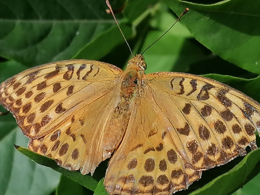 Argynnis paphia - nagy gyöngyházlepke