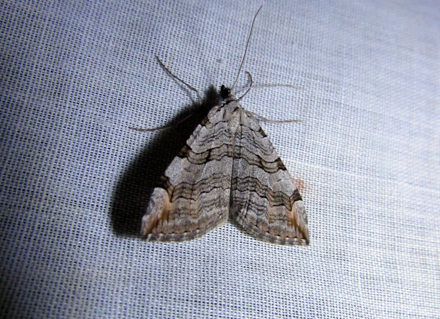 Aplocera efformata/plagiata