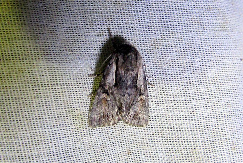 Chloantha hyperici - orbáncfű-sugarasbagoly