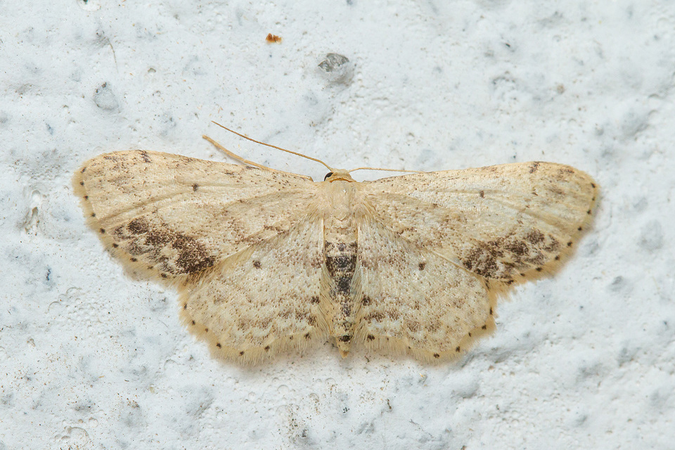 Idaea dimidiata - gyakori apróaraszoló