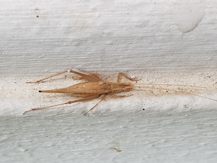 Oecanthus pellucens - pirregőtücsök