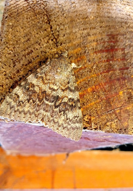Catocala elocata - közönséges övesbagoly