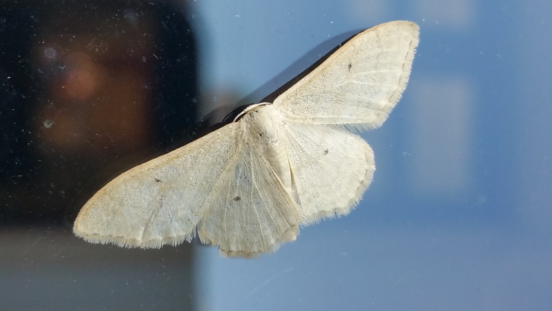Idaea straminata - szalmasárga sávosaraszoló