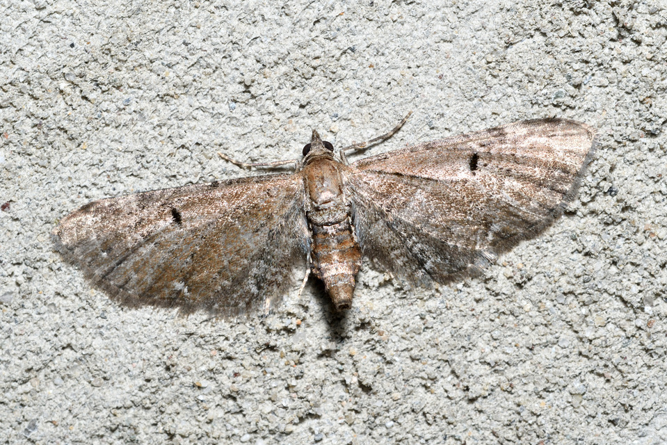 Eupithecia absinthiata - üröm-törpearaszoló