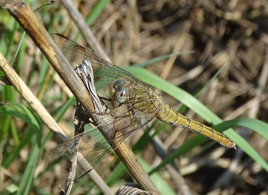 Orthetrum coerulescens - karcsú pásztorszitakötő
