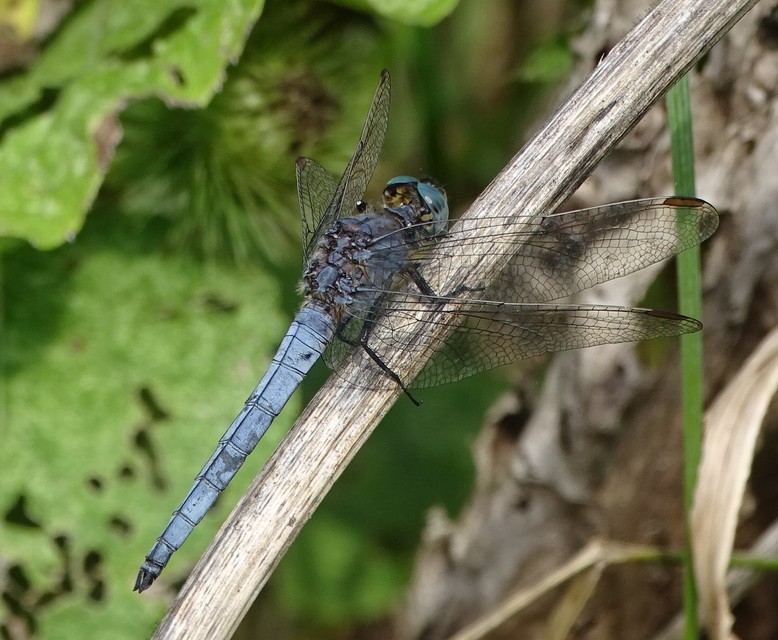 Orthetrum coerulescens - karcsú pásztorszitakötő