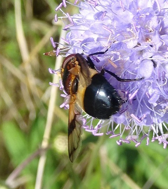 Volucella pellucens - üvegpotrohú pihelégy