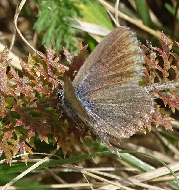 Pseudophilotes schiffermuelleri - apró boglárka