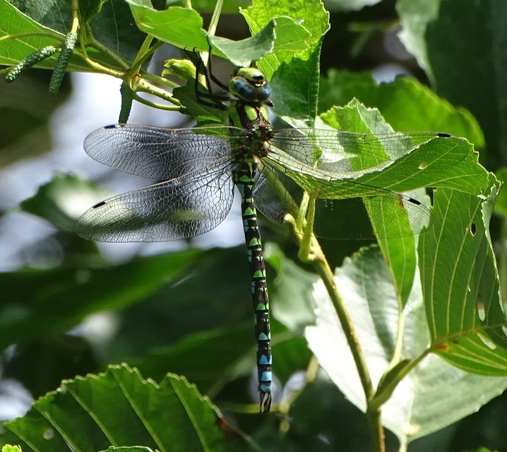 Aeshna cyanea - sebes karcsúacsa