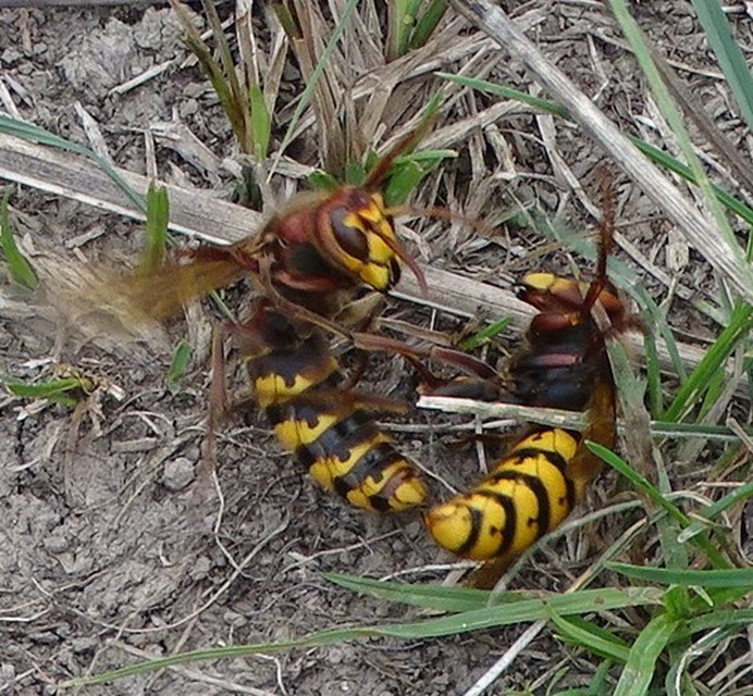 Vespa crabro - lódarázs