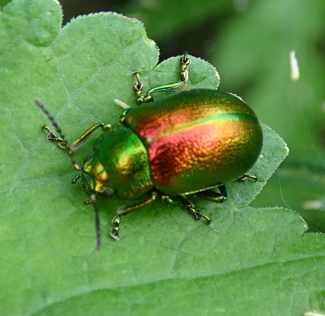 Chrysolina graminis - zöld varádicslevelész