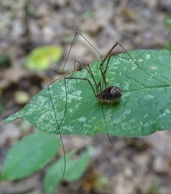 Nelima sempronii