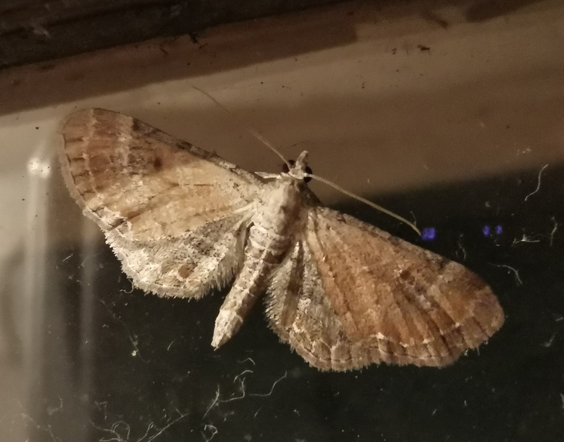 Eupithecia simpliciata - kerekszárnyú törpearaszoló
