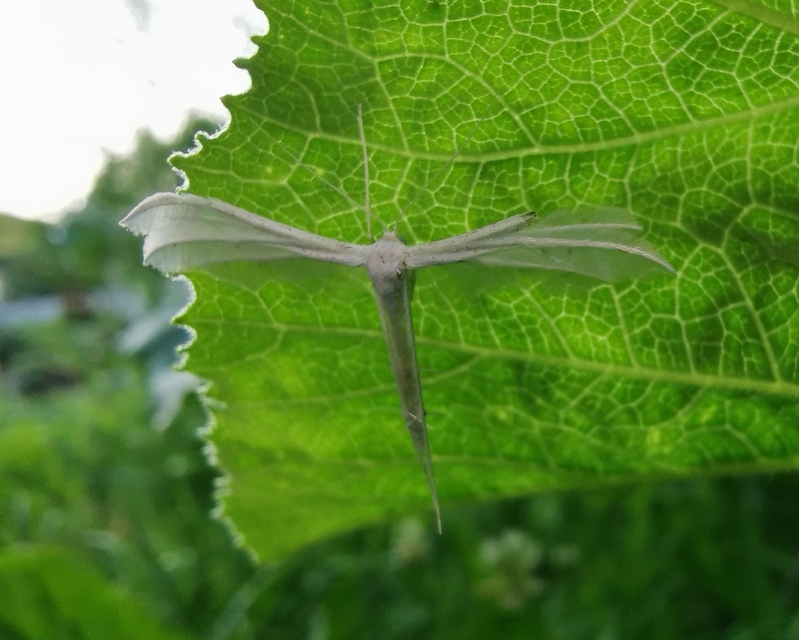 Pterophorus pentadactyla - fehér tollasmoly