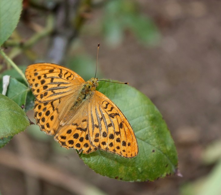 Argynnis paphia - nagy gyöngyházlepke